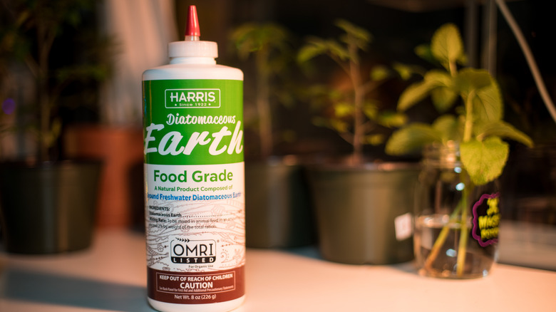 A bottle of diatomaceous earth on a table beside plants