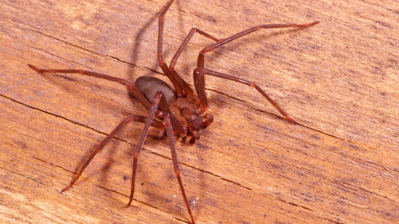 A brown recluse spider on a wood surface