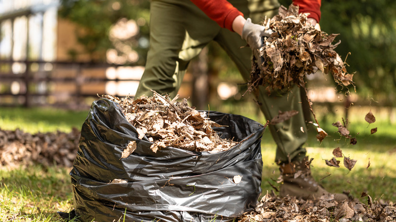 Person filling a black garbage bag with fallen leaves in a yard