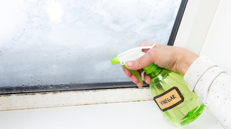 Female hand spraying vinegar along a windowsill