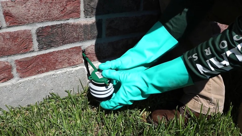Gloved hands spraying insecticidal dust in the hole in a wall