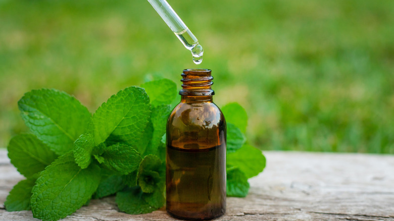 An open bottle of peppermint essential oil with the dropper poised on top of it