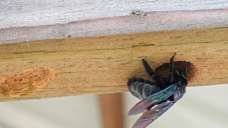 Carpenter bee digging hole in structural wood, causing damage.