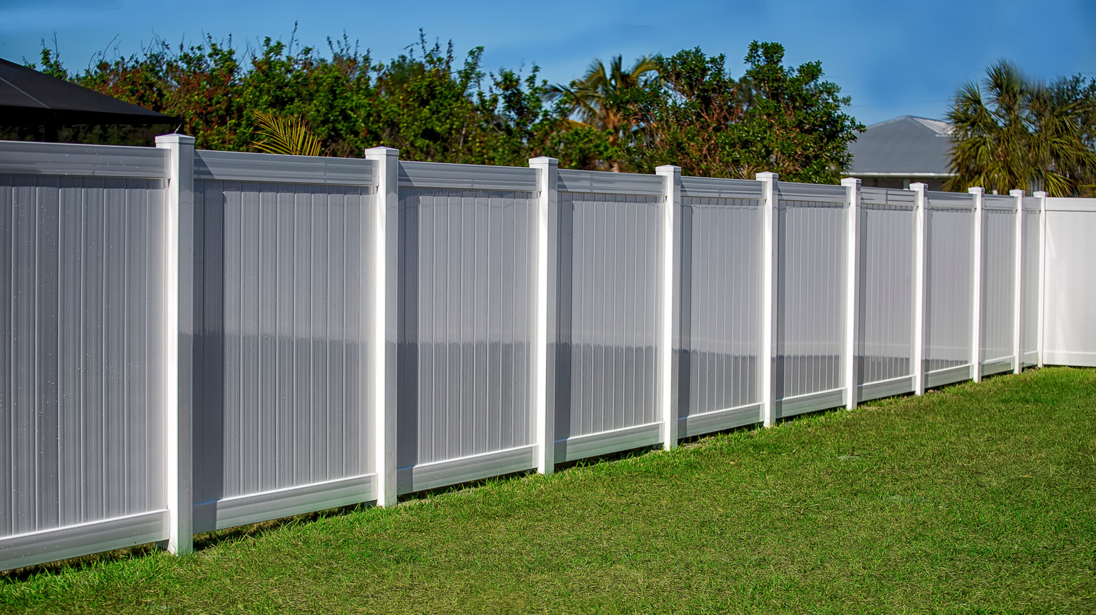 Say Goodbye To Fences: This Evergreen Tree Provides Natural Privacy All Year Long