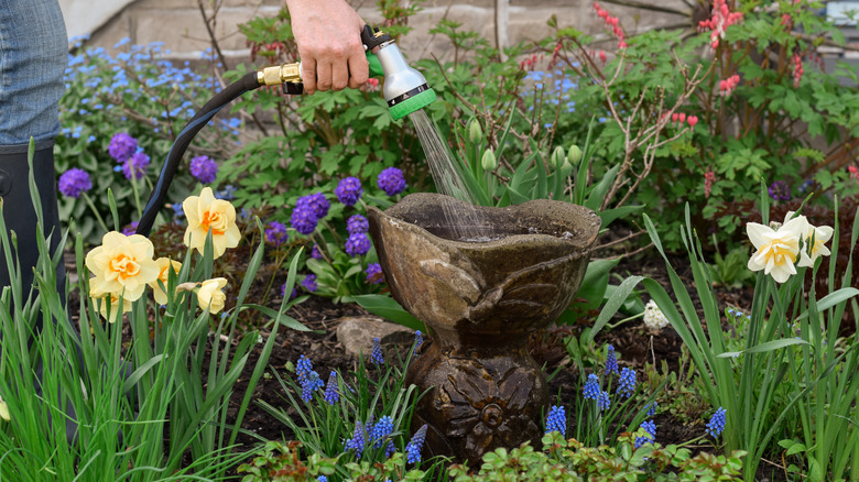 Person refilling a birdbath in a garden