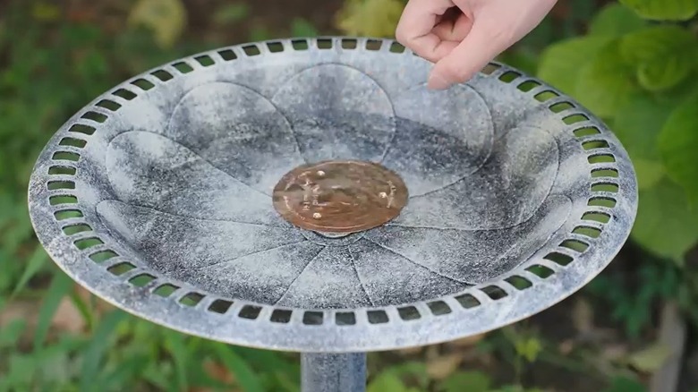 Hand placing copper purification disk inside a birdbath