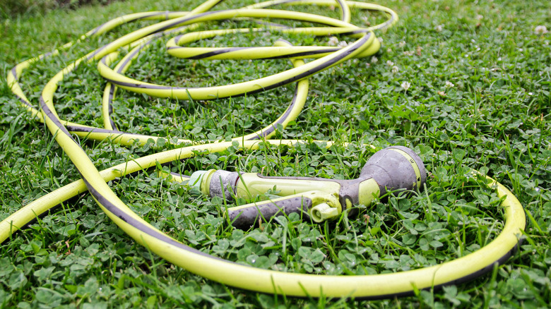 Garden hose and sprayer lying on the ground