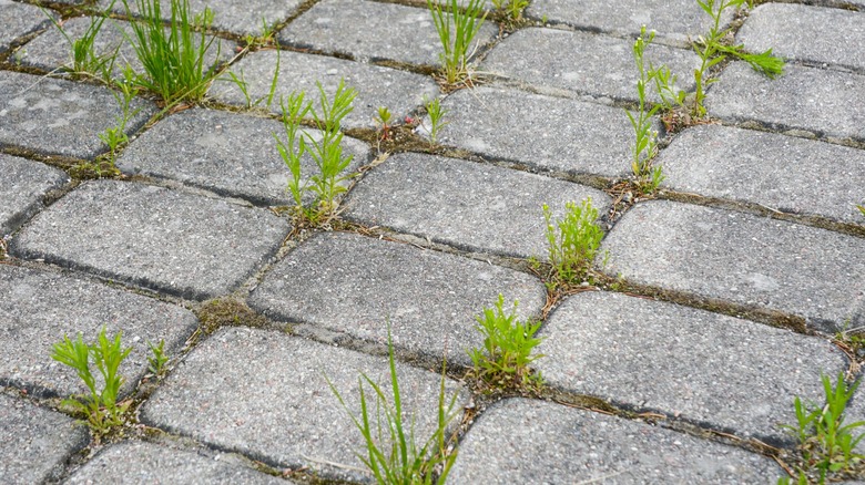 Gray concrete pavers with grass growing between the joints