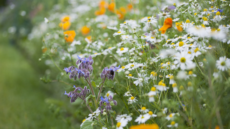 Wildflower meadow with mown path