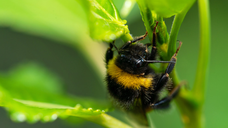 Honey bee hiding in flower stem