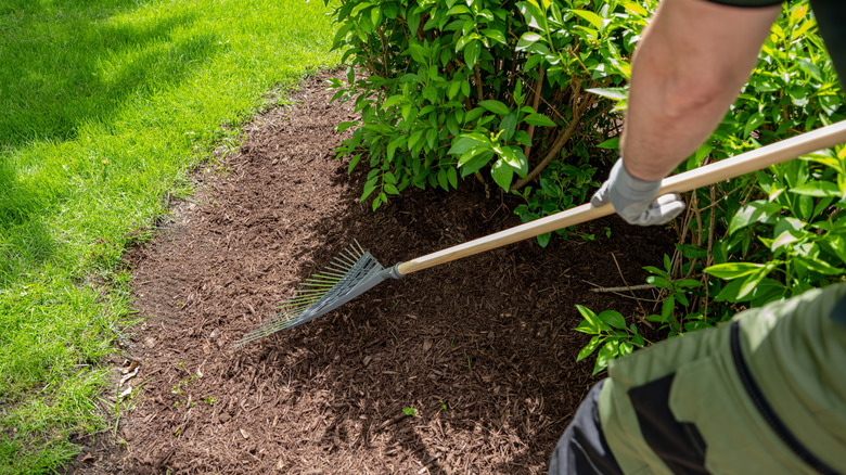 Raking bark mulch around landscaping