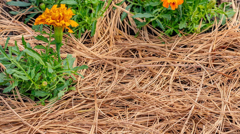 Pine straw mulch on marigold beds