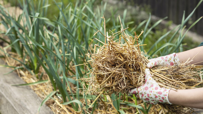 Gardener handling straw mulch