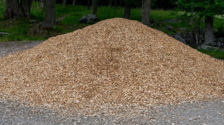 Fresh wood chips