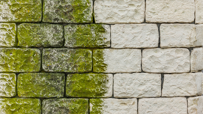 Green algae growing on a stone wall