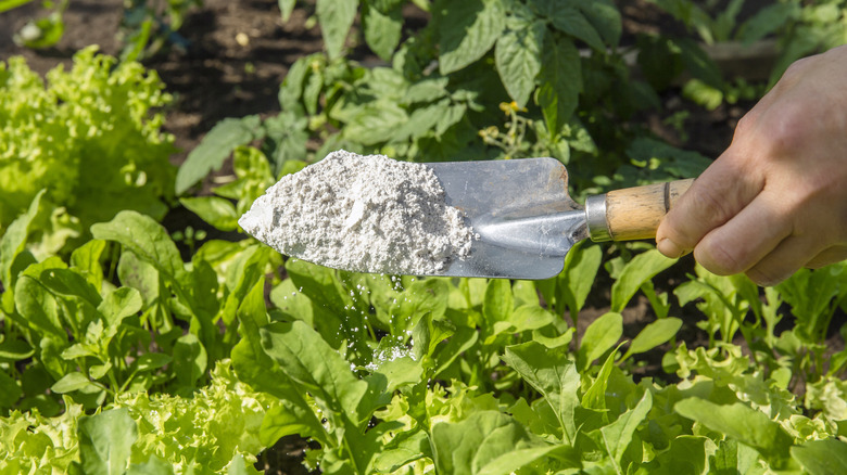 sprinkling diatomaceous earth over a garden using a shovel