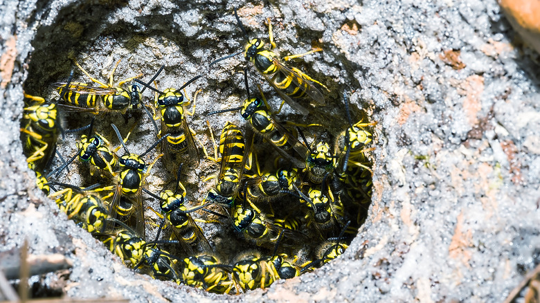 Eastern yellowjacket wasp nest