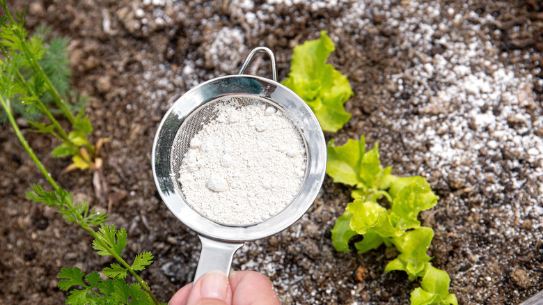 a hand holding a cup full of diatomaceous earth product