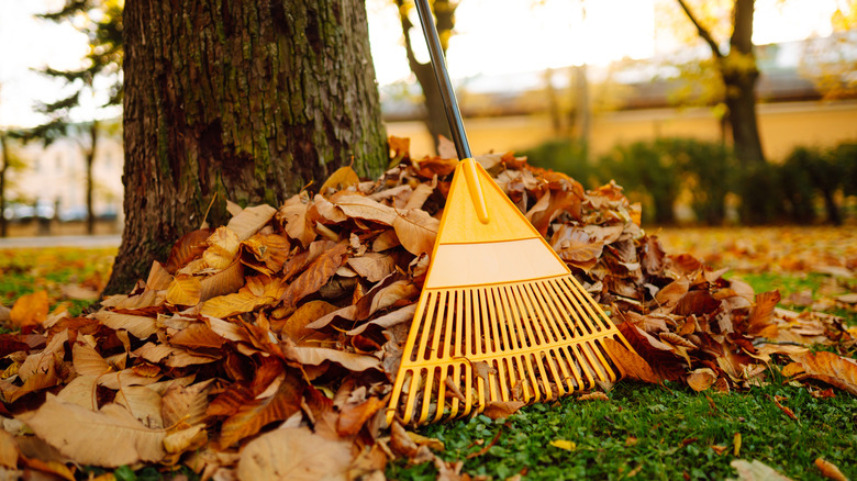 a rake with a pile of leaves beside a tree