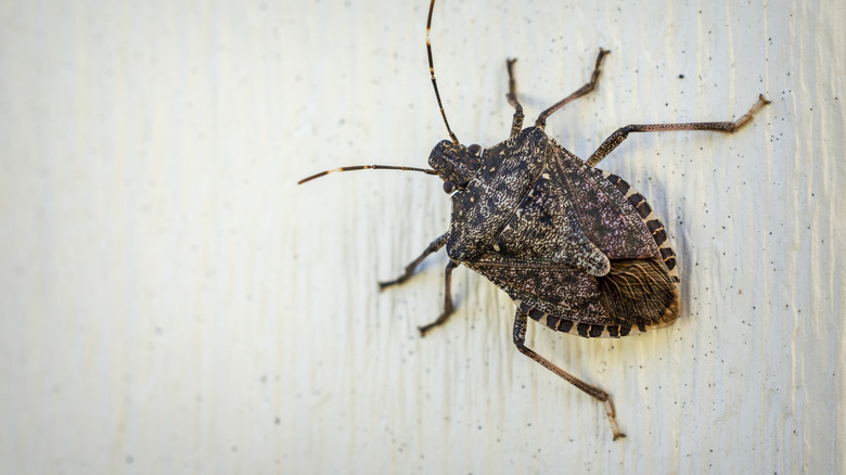 stink bug crawling on a wall
