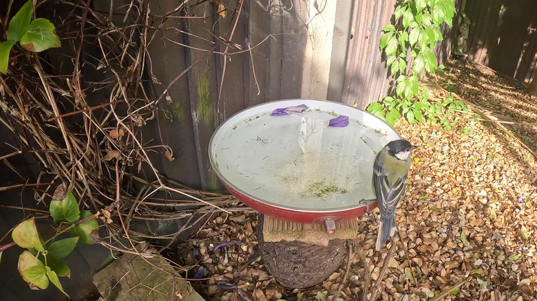 Bird sitting on the edge of a frying pan used as a bird feeder