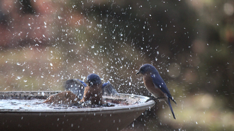 Birds splashing in a birdbath
