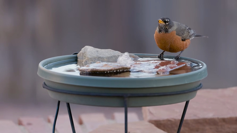 Bird sitting on the side of a plastic saucer used as a birdbath