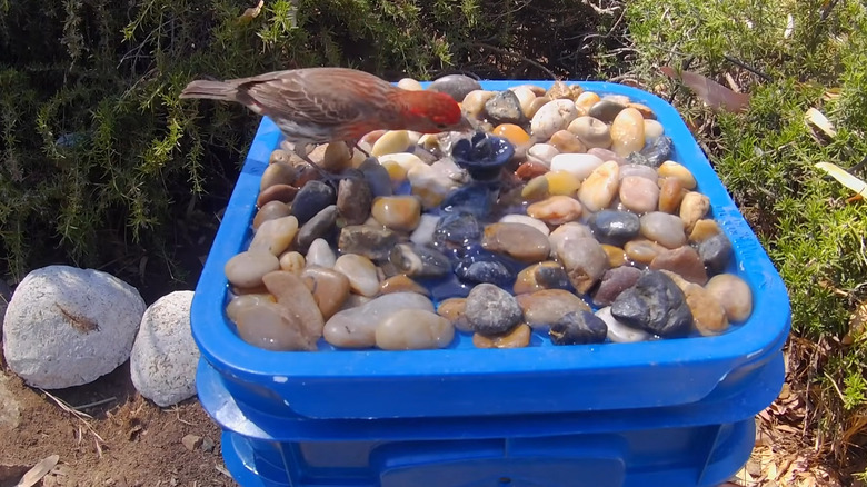 Blue bucket with a fountain and rocks on the lid