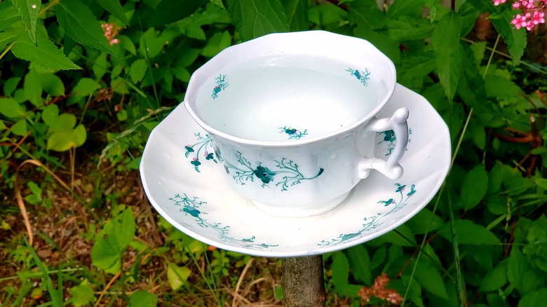 Tea cup and saucer repurposed as a mini birdbath in a garden