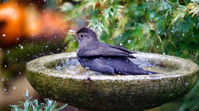 A black bird taking a dip in a stone bird bath