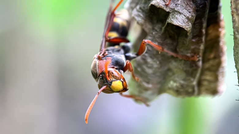 Macro on dangerous Asian pear wasp