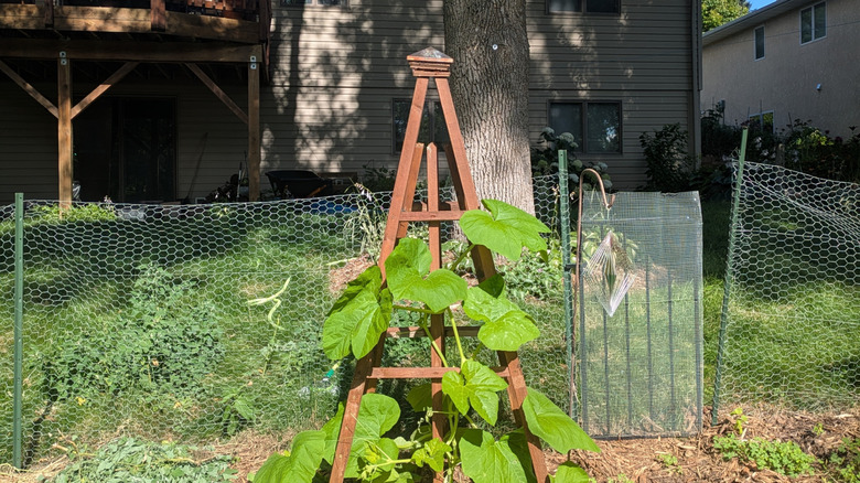 An obelisk trellis with a vining plant growing on it