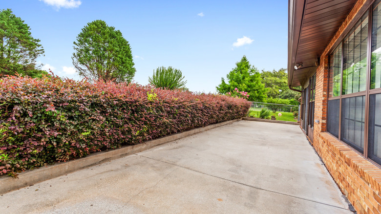 Shurbbery lining a patio outside of a home for privacy