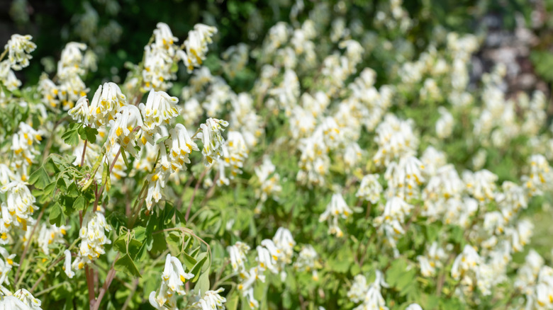 White corydalis flowers