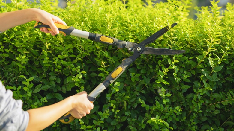 Person using hedge shears to trim hedges