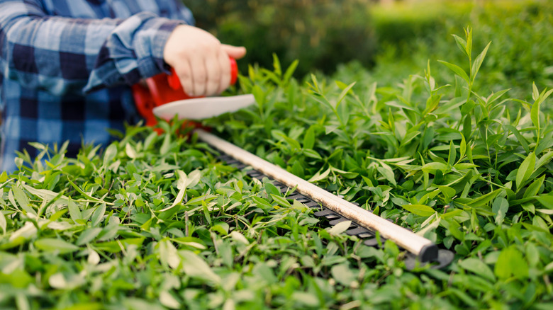 Person in plaid trimming hedge with a hedge trimmer