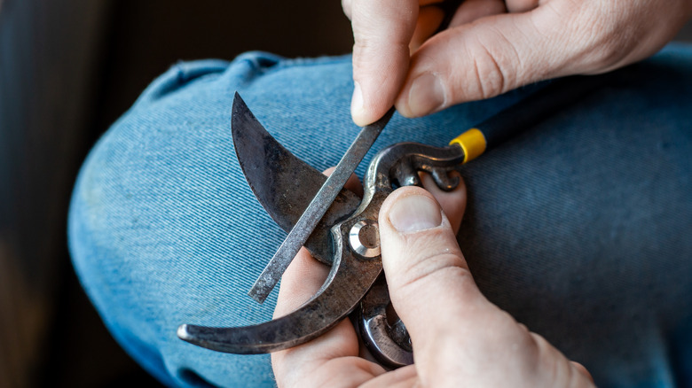 Hands using a small file to sharpen pruning shears over leg
