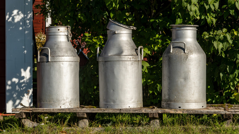 Three vintage milk jugs lined up in yard
