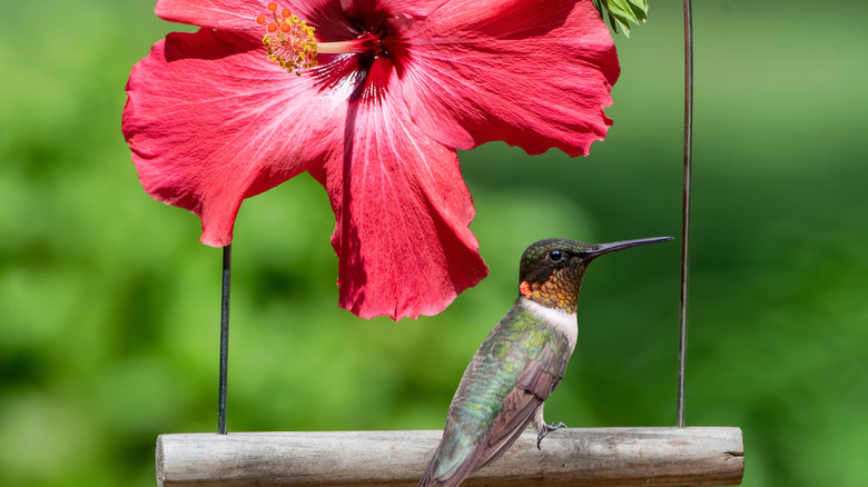 A hummingbird on a small swing next to a red flower