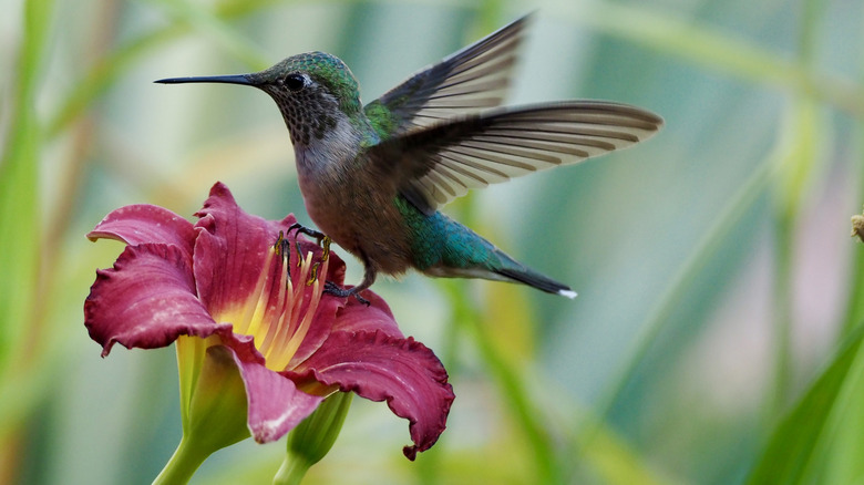 A green and pink hummingbird flying near a red flower