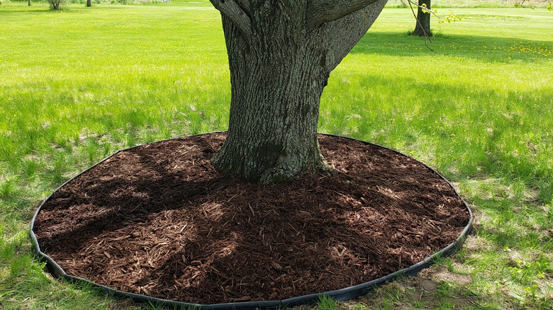 Shredded bark mulch placed around a large tree
