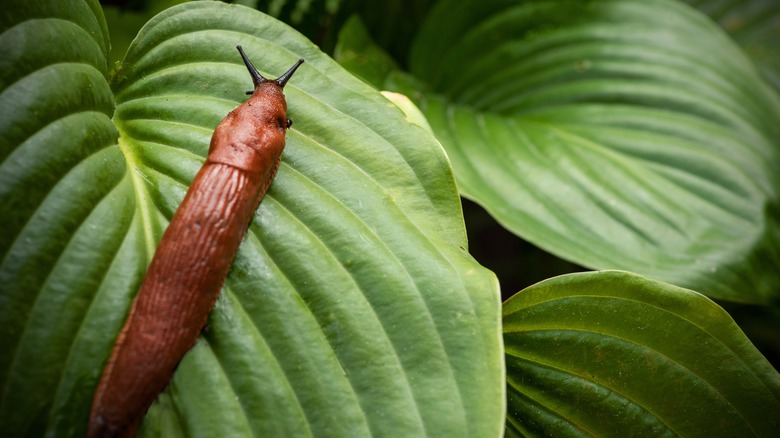 Slug crawling across hosta leaf