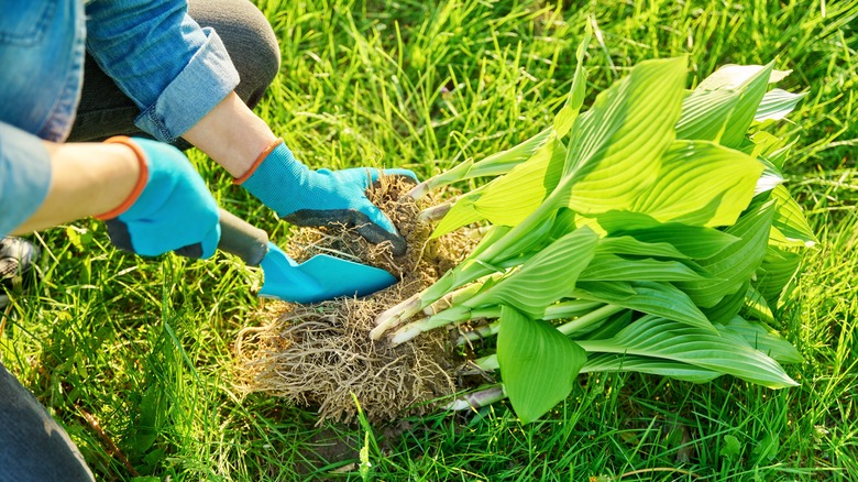 Gardener dividing a large hosta plant