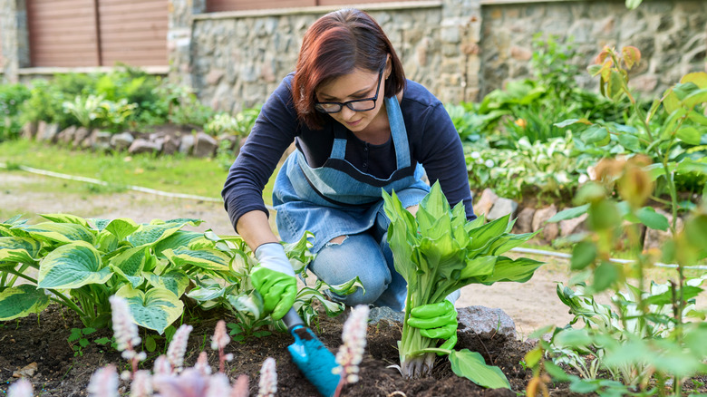 Woman tending to hostas in her garden