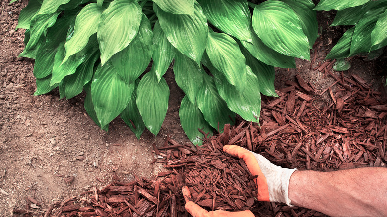 Gloved hands applying mulch around a hosta