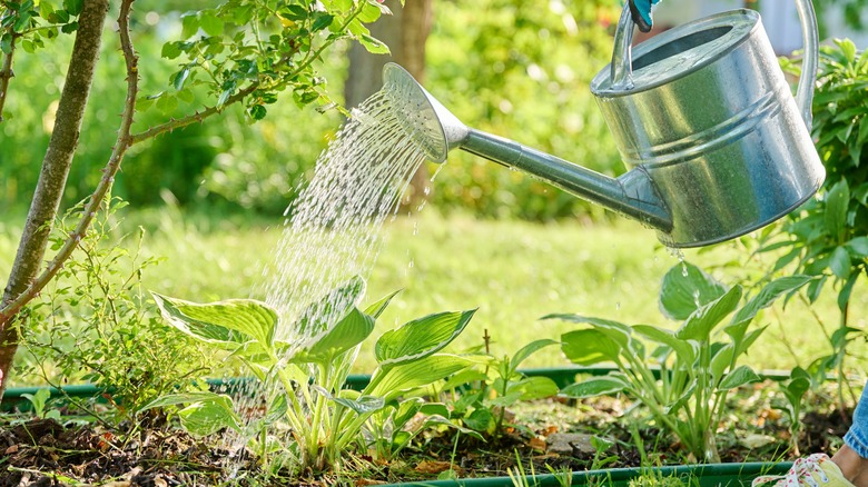 Hydrating garden-planted hostas with a metal watering can