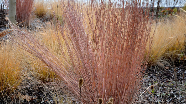 Established little bluestem plant with large copper leaves in autumn