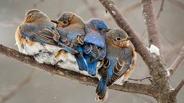 Eastern bluebirds huddled together on a branch on a snowy winter's day