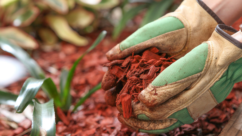 A pair of gloved hands spreading red cedar mulch onto a garden bed.
