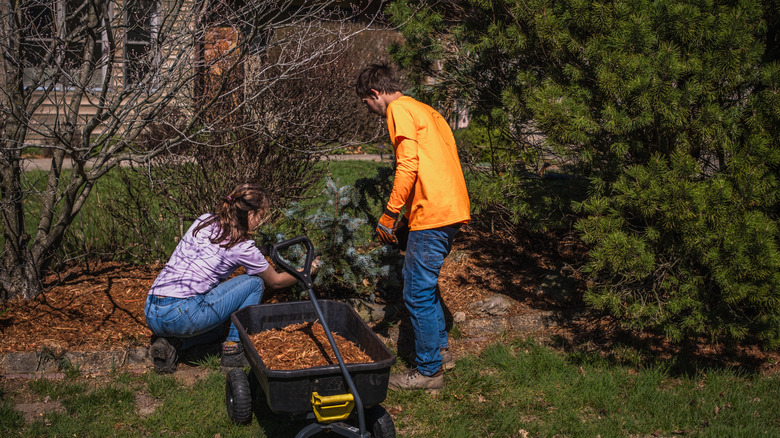 Couple spreading hardwood mulch in the garden.